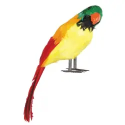 Pirate"s parrot