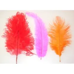 Chicks feather